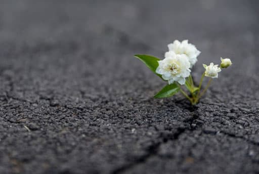 Resilience, and the human spirit’s ability to survive
